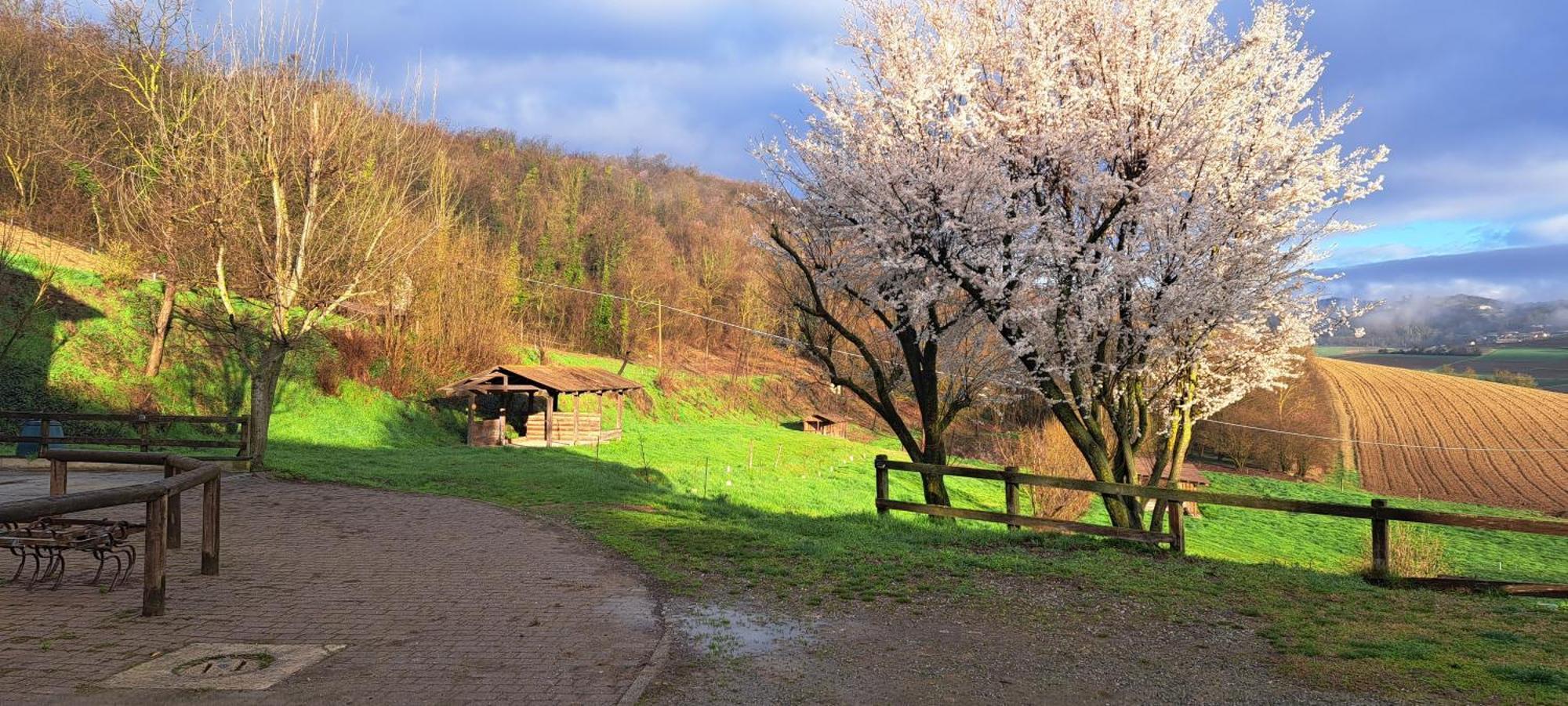 Вілла Cascina Fazioli Alfiano Natta Екстер'єр фото